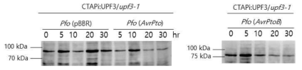 다양한 Pfo-1 균주에 접종 후 TAP-tagged UPF3 단백질의 안정성. 병원균 (OD600=0.01) 접종 후 5, 10, 20, 30 시간이 경과한 시점의 식물 잎에서 단백질을 추출하여 사용