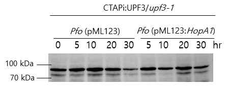 HopA1을 Pfo에 도입한 균주 접종 후 TAP-tagged UPF3 단백질의 안정성