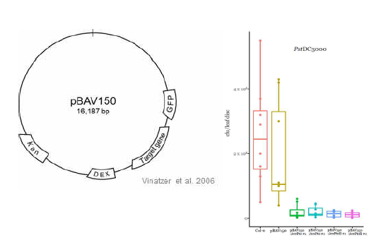 애기장대 형질전환에 이용한 vector map 과 AvrPtoPstDC3000 및 AvrPtoBPstDC3000 발현 형질 전환체의 PstDC3000 감염에 대한 저항성 반응. DEX (30 uM) 처리 1일 후 병원균 (OD600=.0001) 접종하여 3일 후 세균수 측정. **P<0.01, student’s t-test, n=8