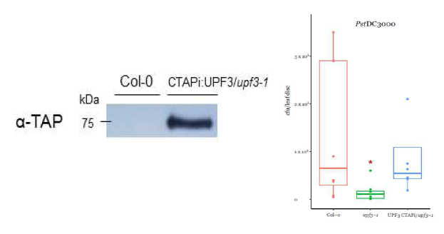 cTAPi:UPF3/upf3-1 식물에서의 UPF3 단백질 발현과 병저항성 반웅 (야생형, upf3-1, & cTAPi:UPF3/upf3-1)