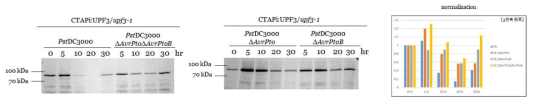 PstDC3000, PstDC3000 ΔAvrPto, PstDC3000 ΔAvrPtoB 및 PstDC3000 ΔAvrPto ΔAvrPtoB 균주 접종 후 TAP-tagged UPF3 단백질의 안정성. 병원균 (OD600=0.01) 접종 후 5, 10, 20, 30 시간이 경과한 시점의 식물 잎에서 단백질을 추출하여 사용