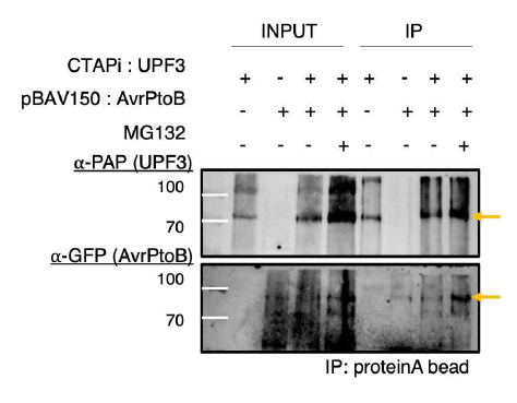 애기장대 UPF3 단백질과 AvrPtoBPstDC3000의 단백질 상호작용 분석. 각각의 plant expression cassette을 가지고 있는 Agrobacterium의 공접종 후 DEX (30 uM) 처리하고 24시간 후 단백질 상호상용을 co-immunoprecipitation을 통하여 확인함. MG132의 경우 26S UPS 억제제로 사용함