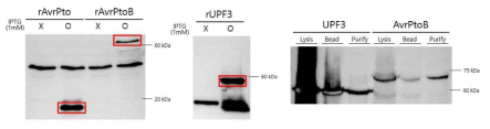 E. coli BL21 (Rosetta)에 도입된 AvrPto, AvrPtoB, UPF3의 단백질 발현