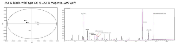 PCA analysis and representative GC-MS spectra of metabolites obtained from wild type and upf3 upf1 plants