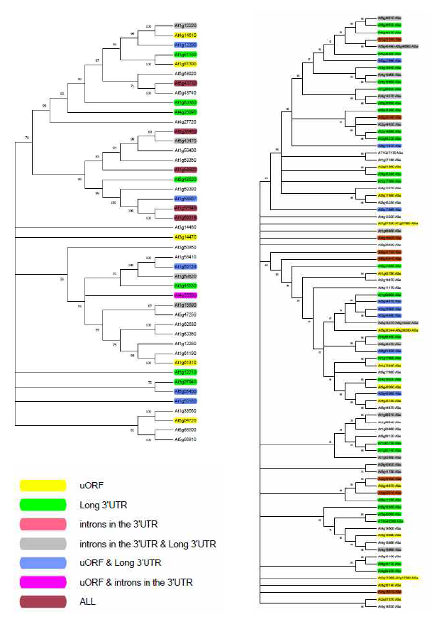 Phylogenetic tree of A. TNL type and B. CNL type NLR genes. MEGA X 프로그램을 이용하였으며, MUSCLE alignment 진행 후 Maximum-likelihood method, bootstrap 5000으로 tree를 도해함
