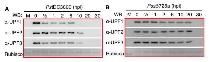 Pseudomonas syringae에 감염된 애기장대(A)와 담배(B) 잎에서 UPF1, UPF2, UPF3 단백질의 동적 변화 분석