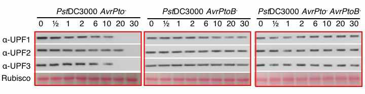 대표적 P. syringae 유래 effector유전자인 AvrPto와 AvrPtoB가 결손된 돌연변이 균주에 감염된 애기장대 잎에서 UPF 단백질의 동적 변화 분석