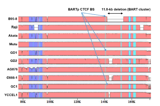 EBV strain 별 지놈의 Pairwise alignment 분석. 3‘-말단에 있는 11.8-kb DNA 조각 (EcoR1 C fragment)는 B95-8 EBV strain 지놈에는 유실되었지만, GC1 EBV strain 지놈에는 함유됨Ref-3. BART promoter 부위의 CTCF BS (BARTp CTCF BS)는 대부분 EBV 지놈에서 발견됨