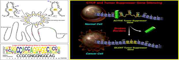 CTCF의 분자적인 구조 (좌측상단그림), CTCF BS 시퀀스 (좌측하단그림), 종양화에 따른 CTCF 절연체 기능의 유실 (우측그림)