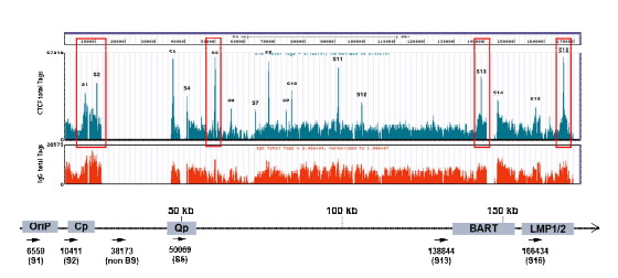 EBV-양성 위암 SNU719 세포의 EBV 지놈상의 CTCF BS(결합부위)를 CTCF ChIP-seq assay로 분석함. 밝혀진 CTCF BS는 다음과 같음: OriP CTCF BS (S1), Cp CTCF BS (S2), Qp CTCF BS (S3), BARTp CTCF BS (S13), LMP1/2p CTCF BS (S16)