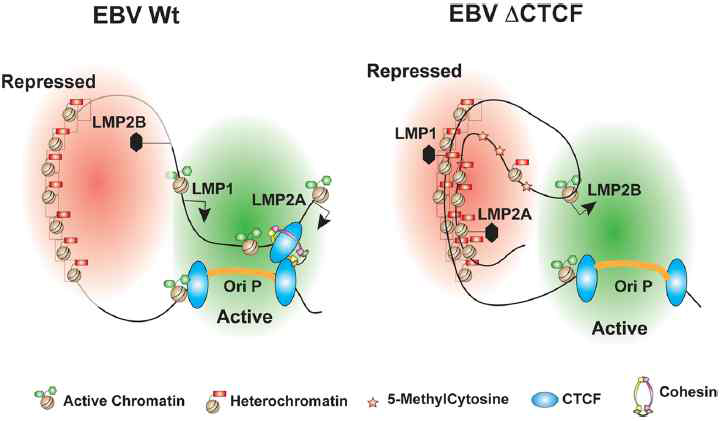 Leiberman 교수 연구팀이 보고한 OriP 결합 CTCF와 LMP1/2p 결합 CTCF의 상호작용이 EBV 생활사에 미치는 영향: EBV 잠복감염은 OriP-LMP1/2p간의 DNA-DNA 상호작용을 요구함Ref-10