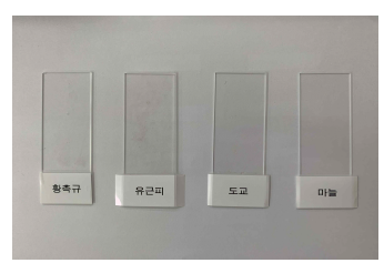 도교, 유근피, 황촉규, M 접착제 가역성 테스트 후