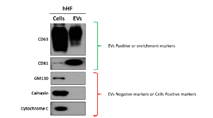 hHF-EVs의 Western blotting 분석