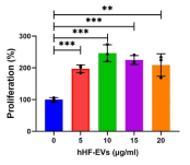 세포외 소포(hHF-EVs)의 처리에 따른 인체 섬유아세포의 증식능의 분석