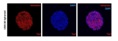 3D 배양 섬유아세포의 면역형광 염색