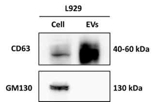 L929-EVs의 Western blotting 분석
