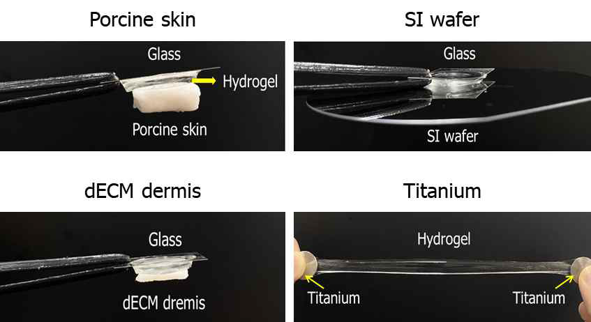 난간막 기반 터프하이드로젤의 피부조직 부착 실험