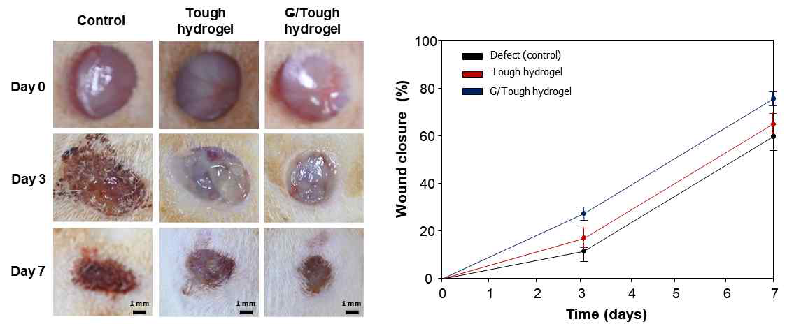 그래핀 터프하이드로젤의 상처 재생 효과 분석