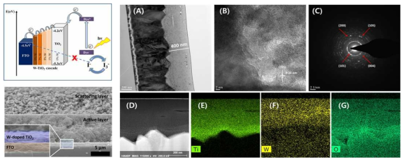 Cascade 형 광전극 구조와 실제 제작한 광전극의 SAM 사진 (왼쪽) 과 Cascade 형 광전극 구조의 TEM 결과. (A) graded W-TiO2 layer/FTO, (B) HRTEM, (C) SAED pattern, (D) STEM-HAADF image and (E-G) the corresponding EDAX elemental mapping images of titanium, tungsten, oxygen