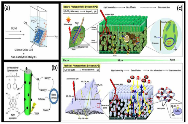 광합성을 모사한 인공광합성에 관한 연구들. (a) 촉매를 활용한 빛에 의한 물 분해 (b) 광촉매와 효소를 활용한 cofactor 재생 (c) 나뭇잎을 모사한 인공 나뭇잎의 3차 구조 구축