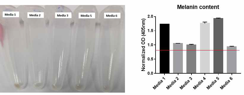 각 배양 조건별 멜라닌생성 각 배양액 별로 basal melanogenesis 수준이 다른 것을 확인 함