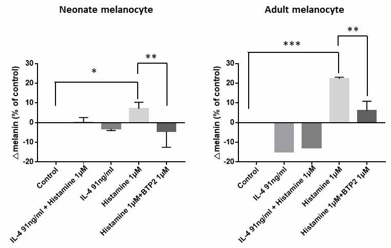 Neonate 및 Adult primary melanocyte에서의 melanogenesis 비교결과 Neonate보다 Adult에서 melanogenesis의 크기가 강한 것을 알 수 있음. 이러한 melanogenesis는 ORAI1 inhibitor인 BTP2에 의해 억제 됨