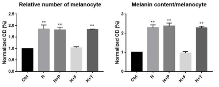 H1-H3 specific histamine receptor inhibitor 처리 후 세포 증식 및 멜라닌 생성양을 비교한 그림 P: Pyrilamine (H1 receptor antagonist) F: Famotidine (H2 receptor antagonist) T: Thioperamide (H3 receptor antagonist)