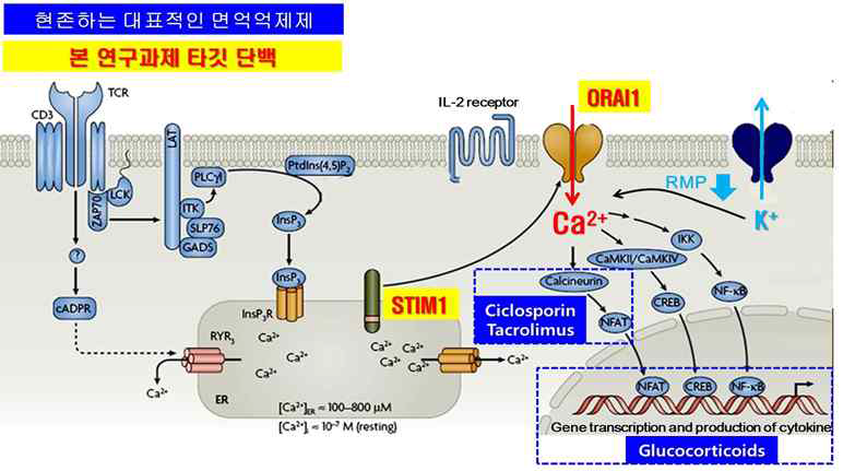 T 세포의 수용체 자극에 의한 칼슘 신호 생성을 나타낸 그림 국소도포 기미치료체 성분으로 사용되고 있는 스테로이드제제는 ORAI1 에 의해 발생되는 세포 내 칼슘 신호보다 하위 신호전달 체계를 담당함