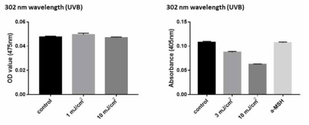 475, 405nm 파장대의 UVB에 의한 melanogenesis 변화효과 UVB (302nm) 파장대의 광선을 각각 1, 3, 10 mJ/cm2의 에너지로 조사한 후 48시간 뒤 멜라닌 합성량을 측정하였음. 호르몬에 대한 영향을 알아보기 위해 alpha-MSH로 자극하여 멜라닌 합성량을 측정하였음