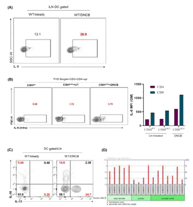 Mechanism of CISH-mediated regulation of Th2-cytokines in AD. (A) IL-6 expression in CISHWT and CISHcKO mice after DNCB treatment. (B) IL-4 expression in CISHWT and CISHcKO with and without DNCB treatment. IL-6 expression in CD4+/CD8+ T-cells after DNCB treatment in CISHWT and CISHcKO mice. (C) IL-10 and IL-13 expression level wild-type mice under steady state and after DNCB treatment. (D) AD severity with proportional IL-6 elevation