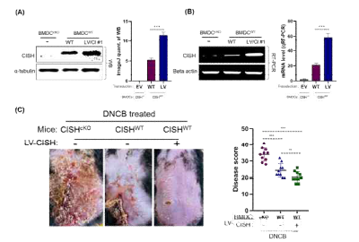 CISH overexpressing DCs control DNCB-induced AD. (A) CISH overexpression in BMDCs (Western-blot). (B) CISH overexpression in BMDCs (RT-PCR and qRT-PCR). (C) Mouse image and representative stastical analysis showing the control of disease after AT of CISH overexpressing DCs