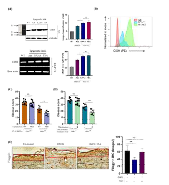 Therapeutic effects of CISH epigenetic inhibitor on the treatment of DNCB-AD. (A) CISH overexpression in BMDCs (Western-blot). (B) CISH overexpression in BMDCs (RT-PCR, qRT-PCR and FACS). (C) Representative stastical analysis showing the control of disease after AT and topical application of CISH overexpressing DCs and TSA. (D) Histopathological examination showing rescue of epidermal barrier after treatment of epigenetic inhibitor by inducing CISH level