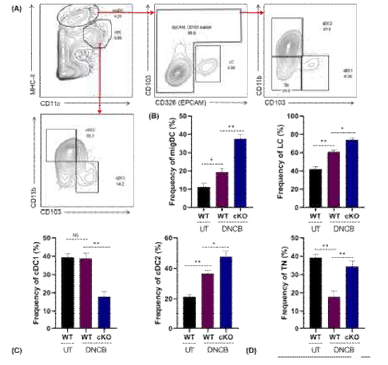 CISH expression in dermal dendritic cell subsets. (A) Gating strategy: Identification of DC subset (migratory and resident) in CISHWT and CISHcKO mice after DNCB treatment. (B) Different DC-subsets namely; migDC, LC, cDC1, cDC2 and TN population after DNCB treatment in CISHWT and CISHcKO mice