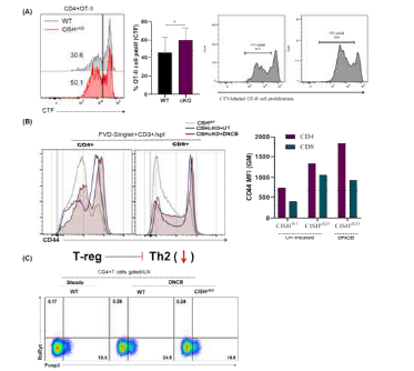 CISH deficiency enhances DC-mediated Th2-cell proliferation. (A) T-cell proliferation after in-vitro co-culture of BMDCs with splenic OT-II T-cells. (B) Activated T-cells showing increased CD4+T-cells polarization as compared to CD8+T-cells after DNCB treatment. (C) Foxp3 quantification in CISHWT and CISHcKO mice after DNCB treatment