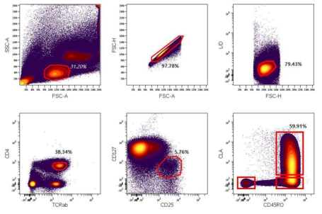 CLA+ 조절T세포 분리를 위한 게이팅 전략