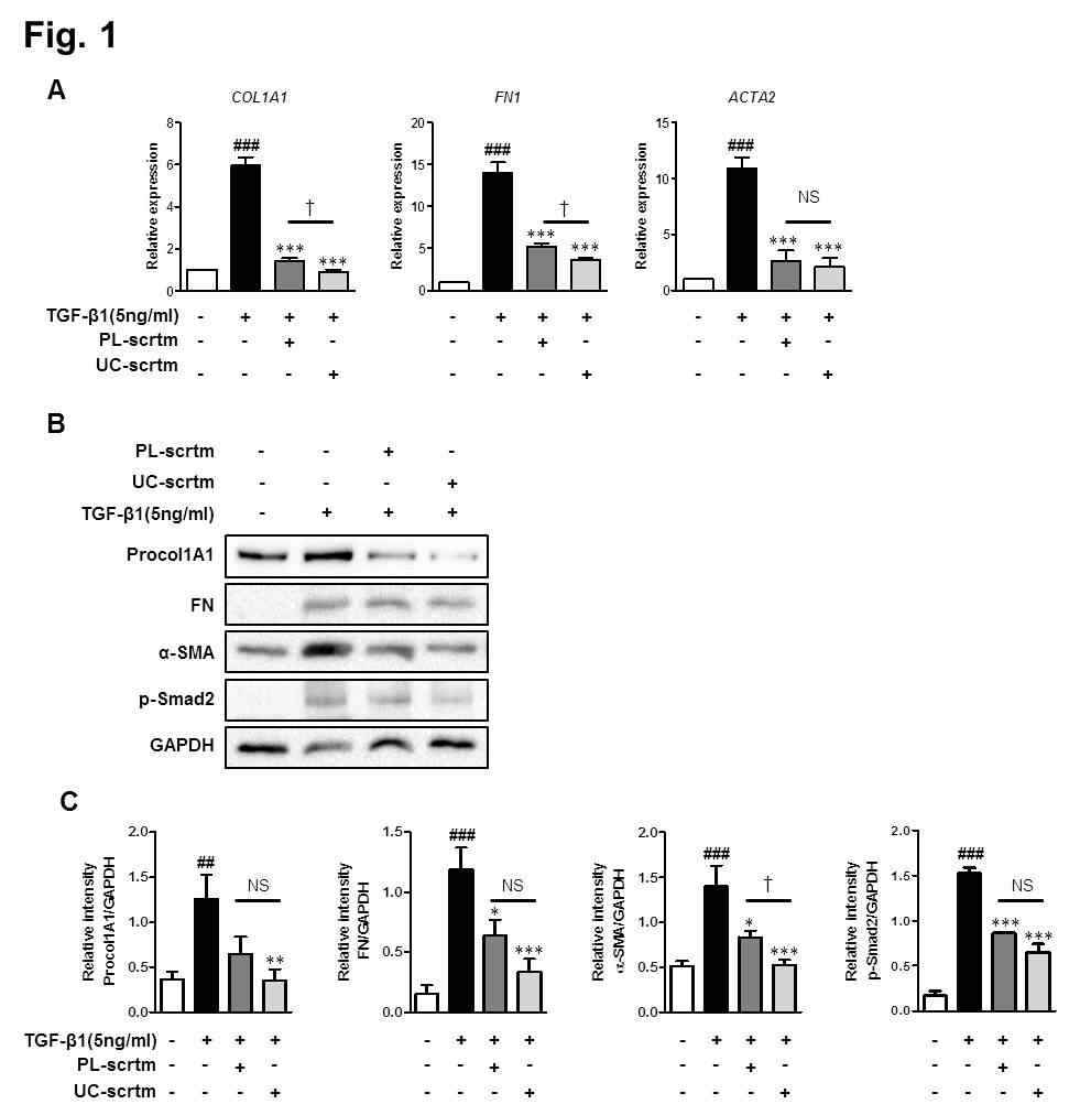 TGF-β1 투여로 활성화된 근 섬유아세포에 태반/탯줄 유래 중간엽 줄기세포 secretome (scrtm) 처리시 fibrosis marker가 감소함을 Q-PCR과 Western blot으로 확인함