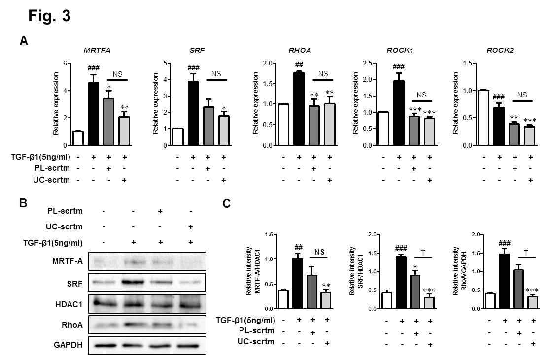 태반/탯줄 줄기세포 분비체 투여 시 fibrosis signaling molecule (MRTF-A, SRF, RhoA) 감소확인 (qPCR, Western blot)