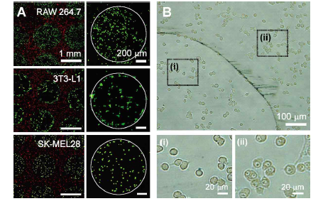 Generation of cellular patterns with various cell types