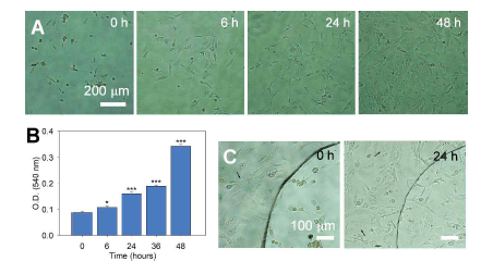 Proliferation of patterned 3T3-L1 fibroblasts