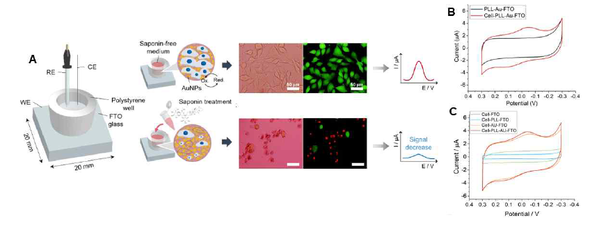 A schematic illustration of the SK-MEL28 cell-based electrochemical biosensing platform based on the three-electrode system and a working principle for the assessment of anticancer effects of saponin