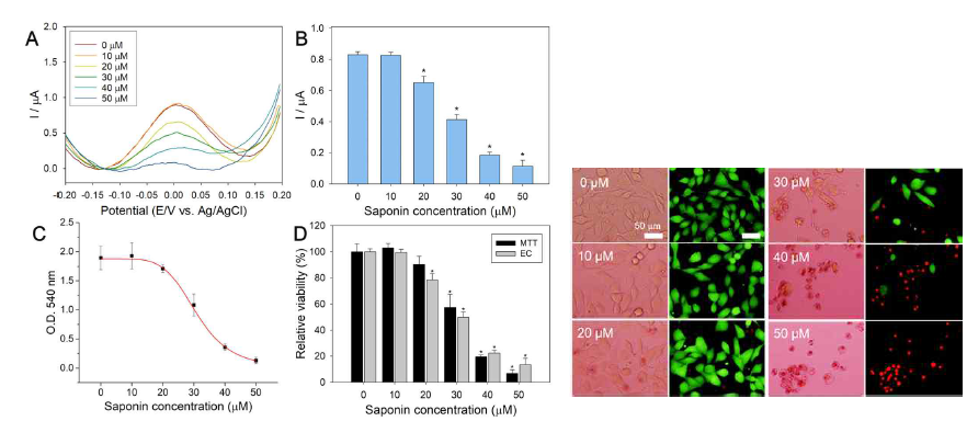 Representative results of in vitro anticancer study for saponin in SK-MEL28 cells