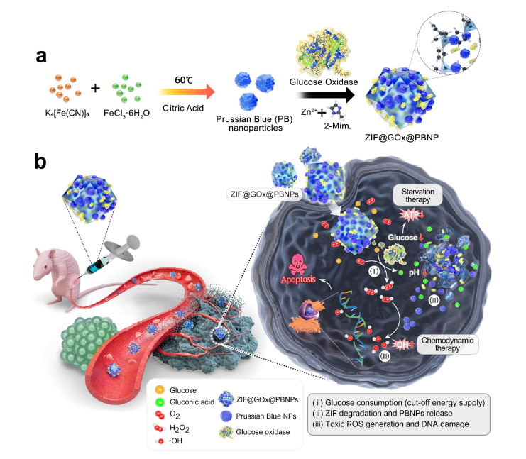 TME-responsive ZIF@GOx@PBNPs as effective cancer therapy