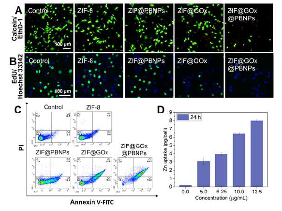 Apoptosis of cancer cell caused by ZIF@GOx@PBNPs