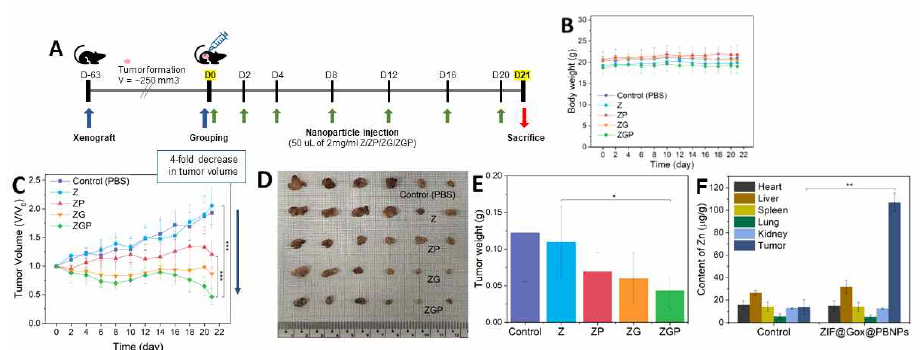 SK-MEL28 xenograft models in BALB/c nude mice