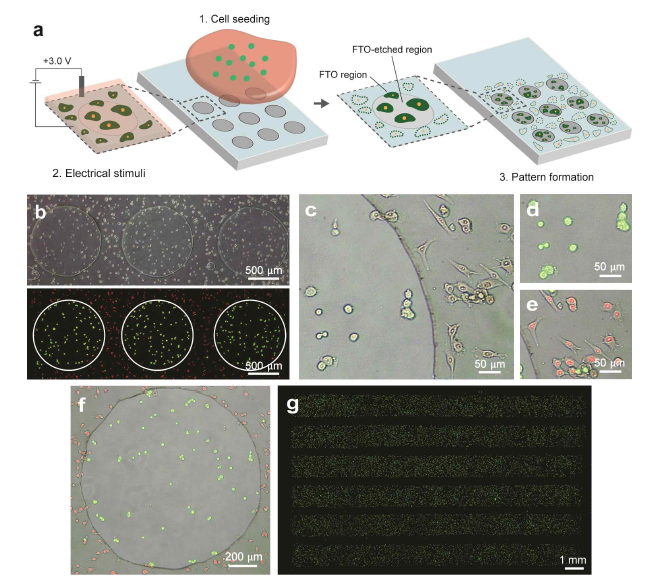 Electrochemical live cell patterning and schematic illustration of the process of the cell pattern formation using the proposed method