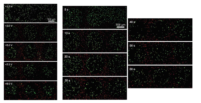 Fluorescence micrographs of SK-MEL28 melanocytes after the voltage application