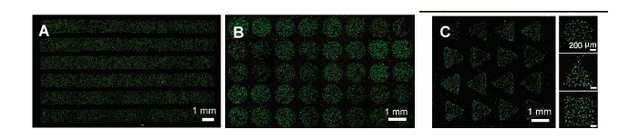 Fluorescence micrographs of various configuration of SK-MEL28 melanocytes