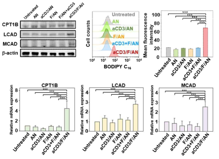 T 세포 지질 대사 활성화를 통한 CPT1B, LCAD, MCAD의 발현 평가