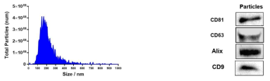 UC-MSC exosome의 사이즈 / particle 측정 및 Western blot 분석