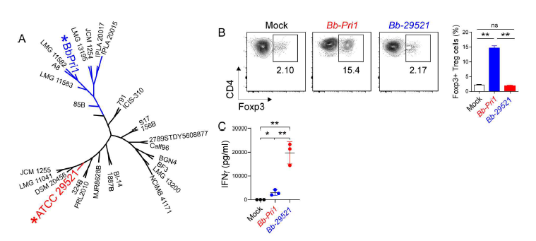 A. Cluster analysis of B.bifidum strains. Only differential genome was considered for analysis. B. Representative flow cytomtery plots and summary graph for Treg cells. Immune cells were cultured with indicated bacteria